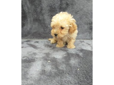 Apricot toy poodle dişi minnak, ruhsatlı çiftlik