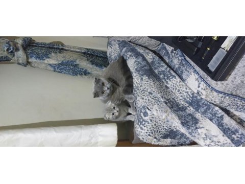 Scottish fold