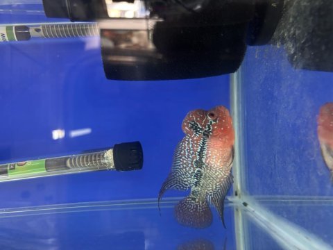 12 cm flowerhorn