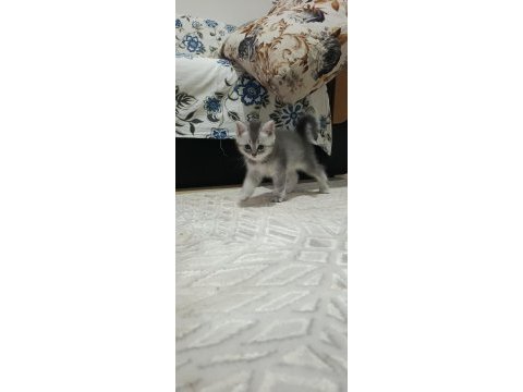 Kedilerimiz yeni sahiplerini arıyor