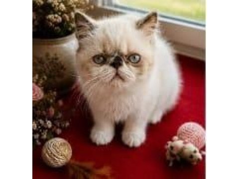 Safkan exotic shorthair bebekler yuvalarını arıyor