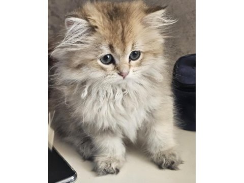 Safkan anne ve babadan british golden longhair erkek
