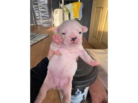 2 haftalık french bulldog yavrularımız yeni yuva arıyor