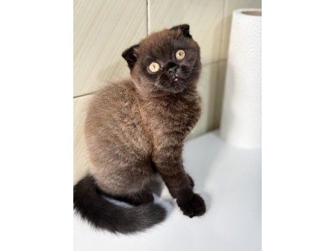 Scottish fold ev ortamından