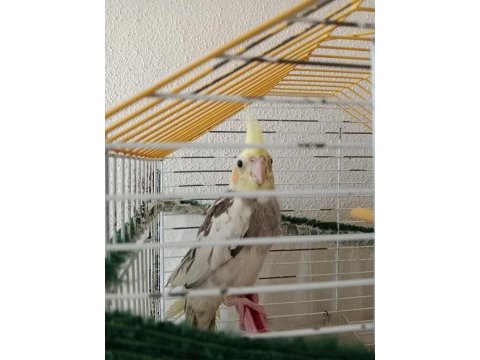 Erkek yavru sultan papağanı