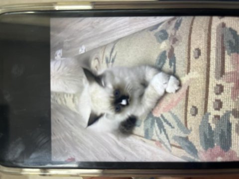 Anne babası orijinal ragdoll yavrumuz 2 aylık oldu