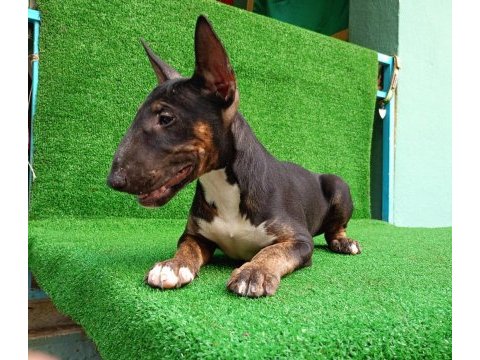 Bull terrier puppy