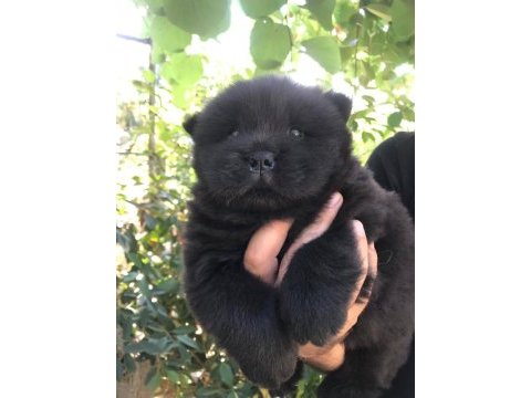 Şahsına münhasır (çin aslanı) chow chow