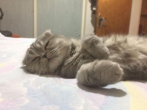 Silver scottish fold erkek