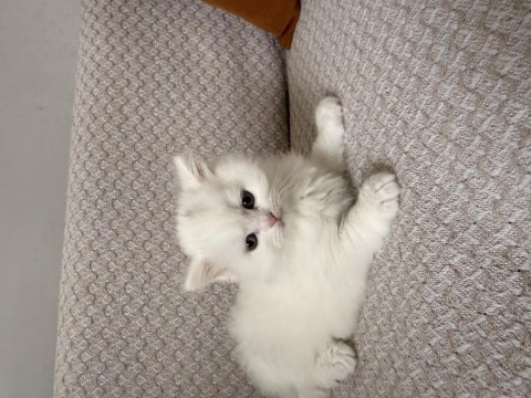 British shorthair yavru