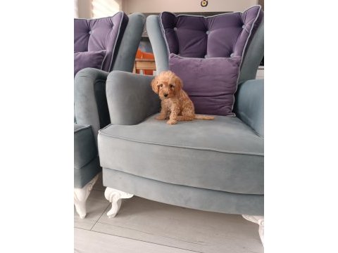 Toy poodle yavruları