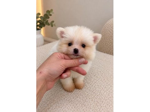 Pomeranian boo dişi erkek yavrularımız