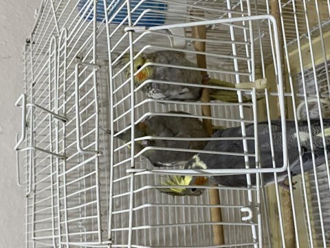 1-6 aylık her renk sultan papağanı bebekler