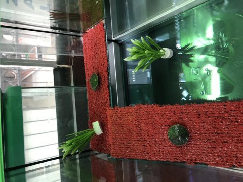 Gerçek minyatür kırmızı yanak su kaplumbağaları