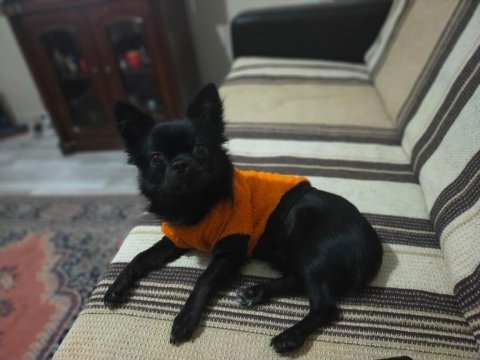 1.5 yaşındaki chihuahua oğlumuza eş arıyoruz
