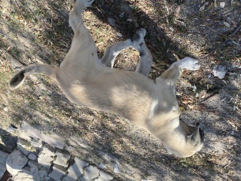Irk garantili kangal yavrum satılıktır herşeyi tamdır