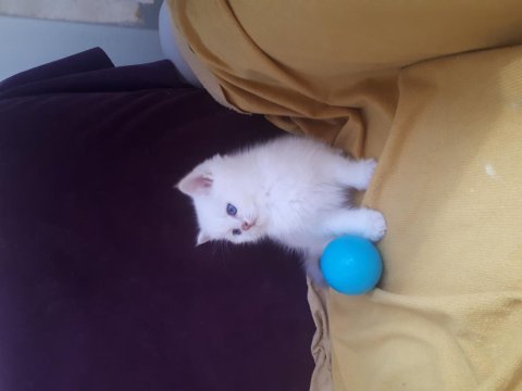 Masmavi gözlü british shorthair yavru