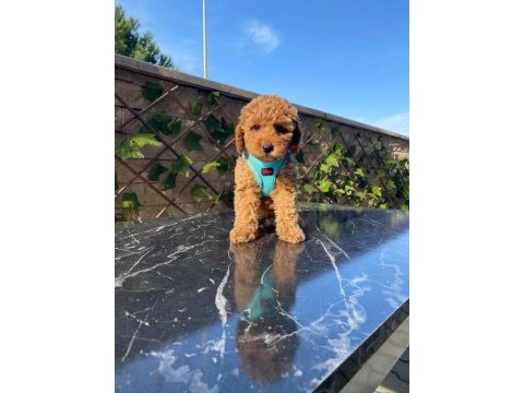 Pamuk gibi toy poodle yavrularım
