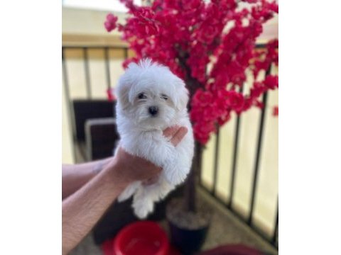 Maltese yavrular