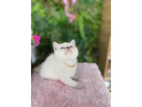 Güzeller güzelim british shorthair sağlık garantili