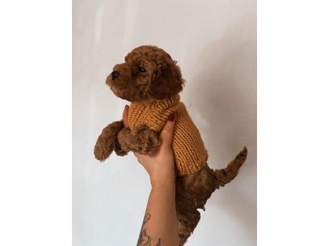 Çok sevimli çok akıllı poodle bebeğim