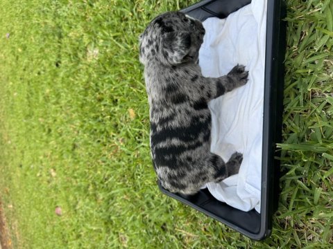 Merle french bulldog