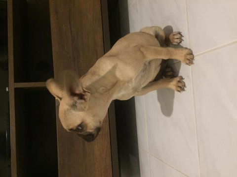 6 aylık dişi coco fawn french bulldog