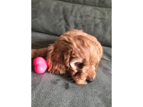 Yavru maltipoo
