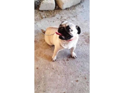 Sevimli pug köpekler