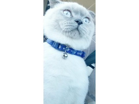 Scottish fold erkek