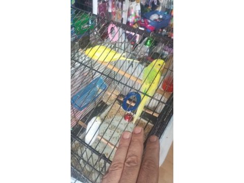 Yeni yeme düşmüş muhabbet