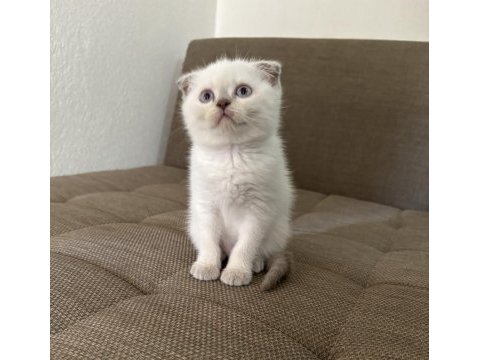 Blue point british shorthair kızımız
