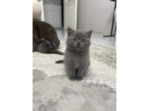 2 aylık british shorthair erkek kedimiz