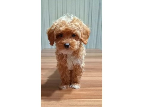 Tüy dökmeyen maltipoo yavru