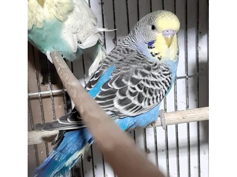 Genç muhabbet kuşlar ist. kasımpaşa
