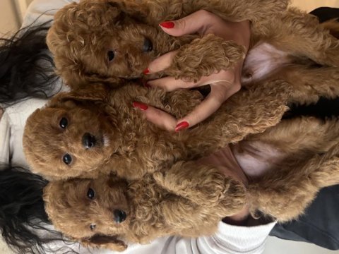 Birbirinden güzel toy poodle bebeklerimiz