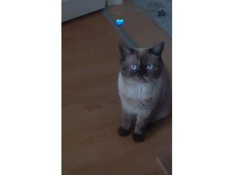 2 aylık scottish fold yavrularımız sahiplerini bekliyor