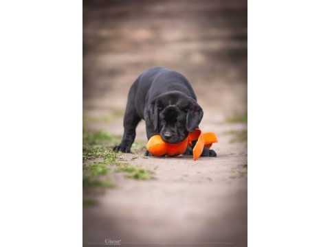 Fci şecereli labrador retriever