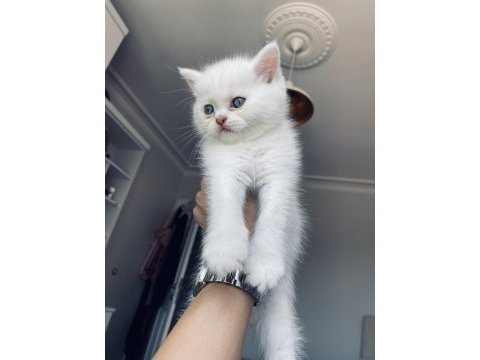 Masmavi saf british shorthair
