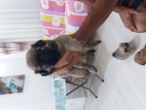Pekinez yavruları