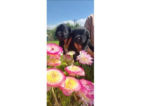 Siyah labrador yavrularım