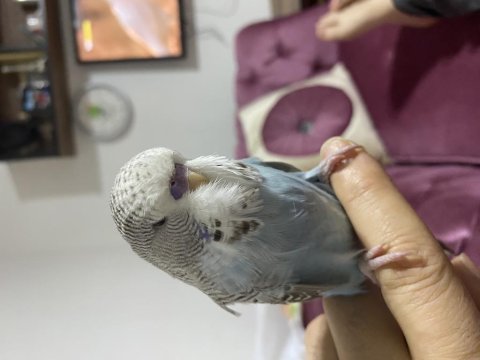 Ebede baktım sağlık kuşlarım