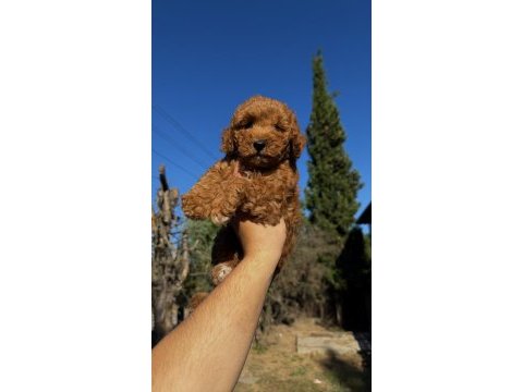 Wc eğitimli toy poodle yavrumuz yeni yuvasına hazır