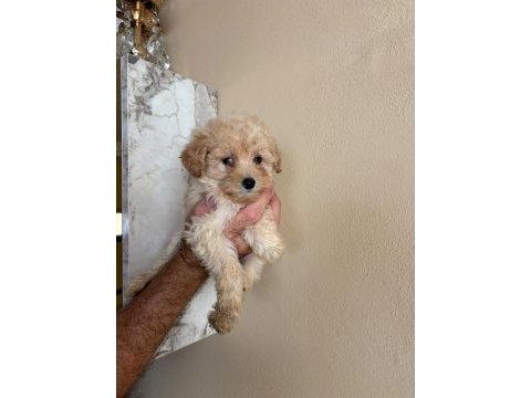 Toy poodle yavrularımız 2 aylık