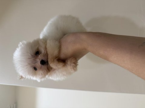 Pomeranian teddy bear boo