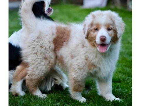 Çok güzel ve kaliteli border collie yavruları