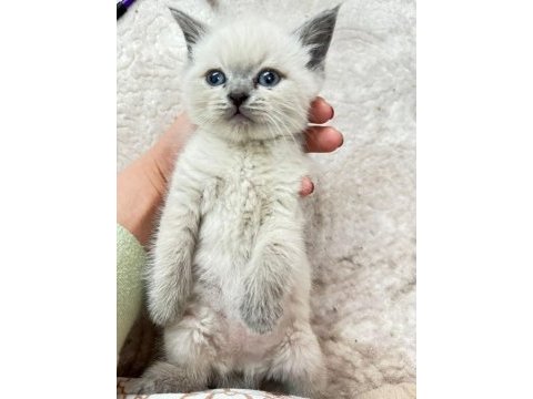 7 haftalık scottish fold yavrular yeni evine gitmeye hazır