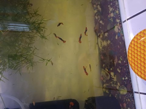 Lepistes koi cinsi ve daha fazlası