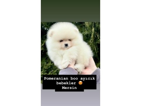 Pomeranian yavru boo