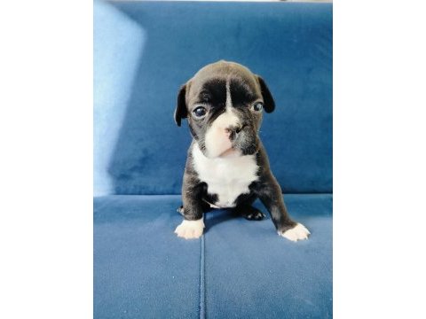 Maskeli french bulldog yavruları